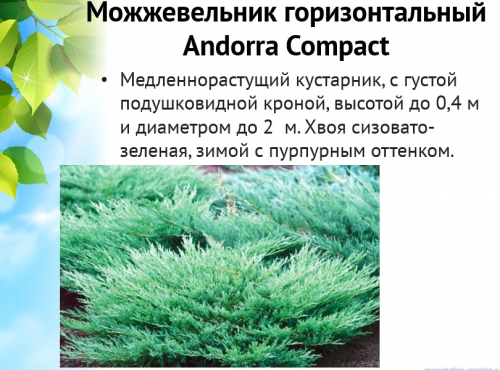 можжевельник Андорра
