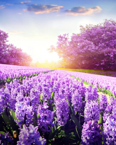 Фиолетовая поляна