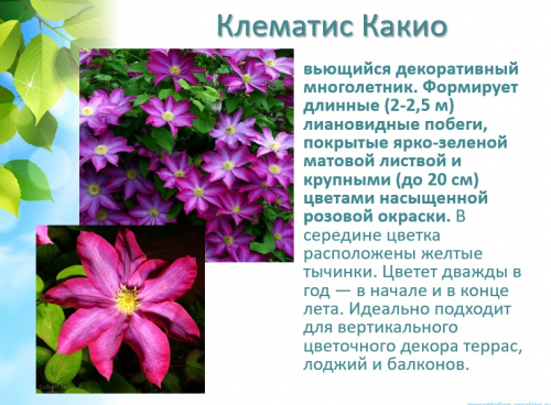 Клематис Какио