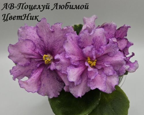 Фиалка АВ-Поцелуй Любимой