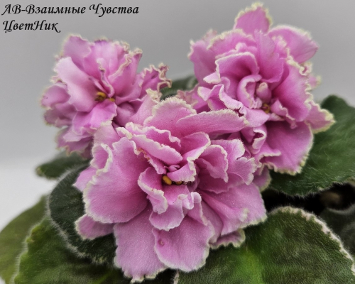 Фиалка АВ-Взаимные Чувства (873-163)