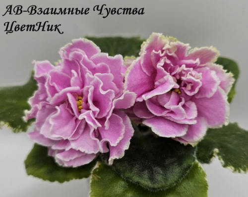 Фиалка АВ-Взаимные Чувства (873-163)