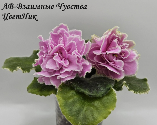 Фиалка АВ-Взаимные Чувства (873-163)