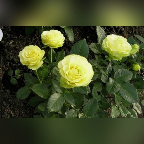 Роза чайно гибридная Доллар С3, в. 40-60, Весна 2024