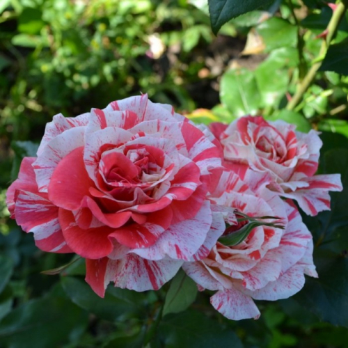 Роза Филателия    С3, в. 60-80, Весна 2024