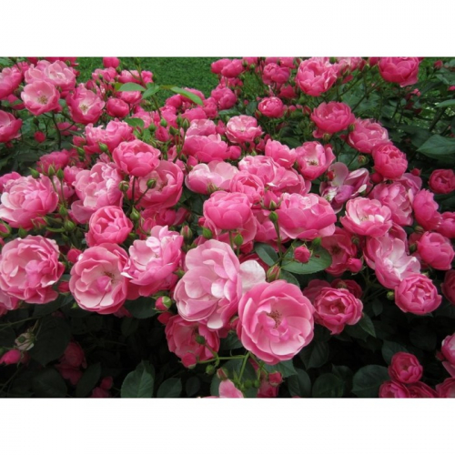 Роза флорибунда Ангела С3, в. 40-80, Весна 2024