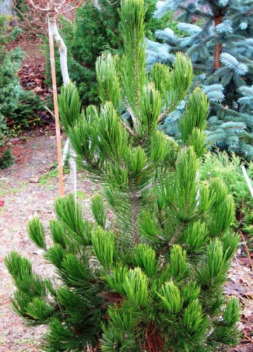Сосна Гельдрейха / боснийская (Pinus heldreichii/leucodermis Satellit C5 25-30 )