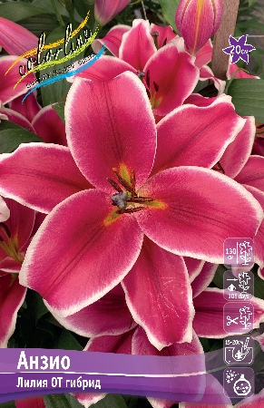 ЛИЛИЯ АНЗИО (В упаковке 3 шт.)