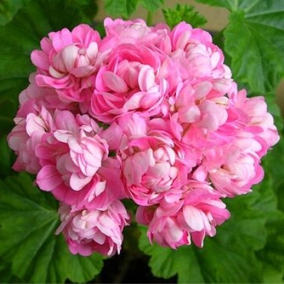 Пеларгония розовая крупномахровая