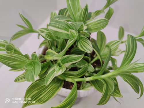 Традесканция Albiflora variegata