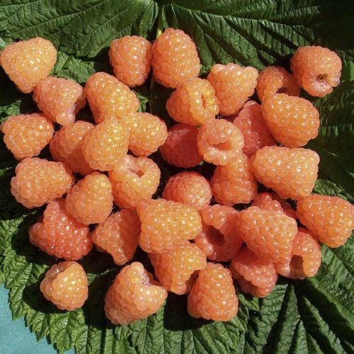 МАЛИНА ОРАНЖЕВОЕ ЧУДО