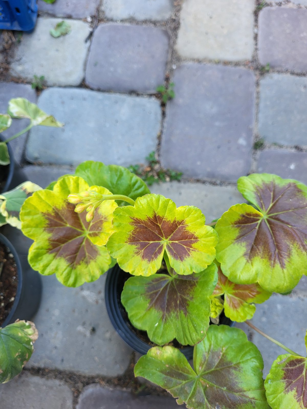 Пеларгония Occold Shield