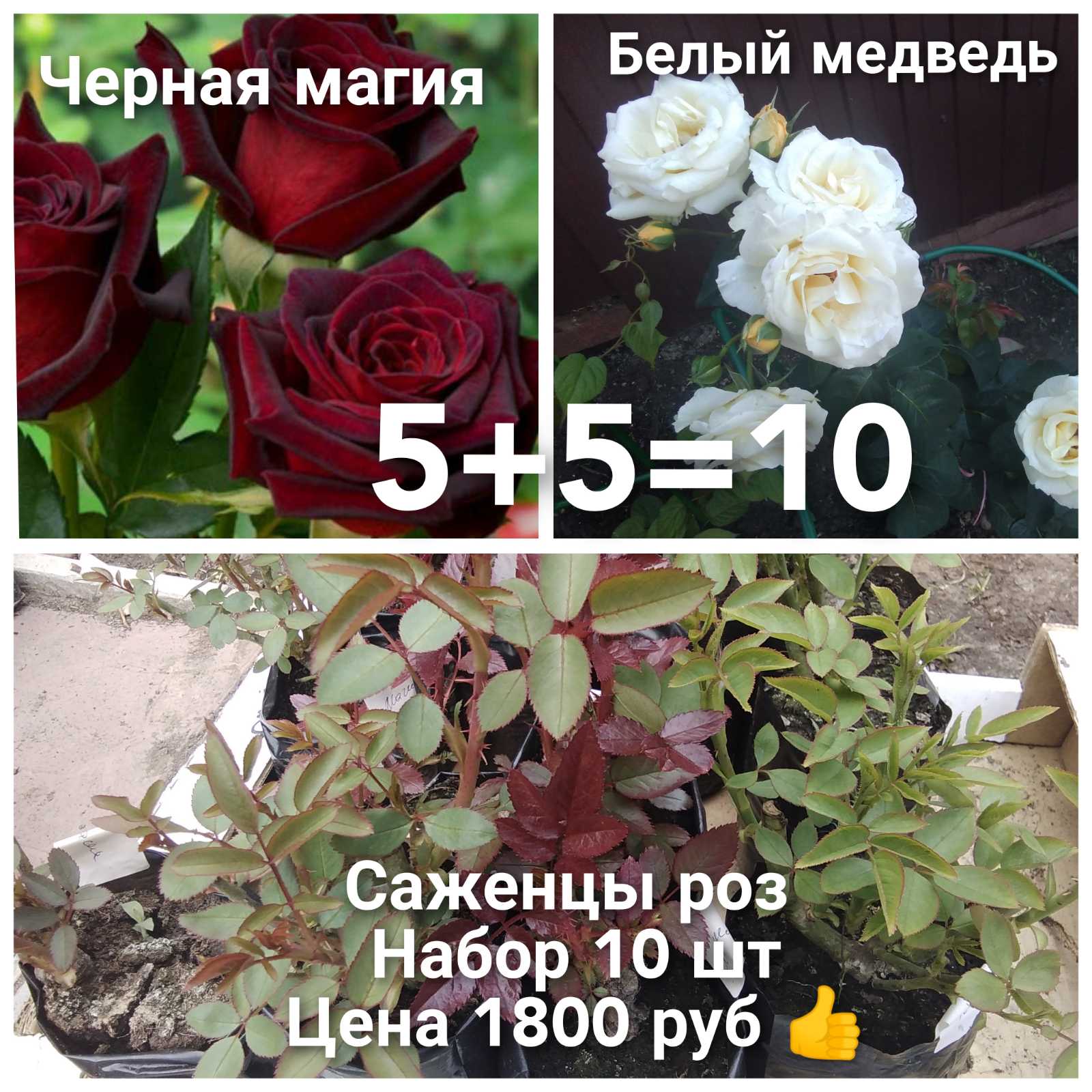 роза Белый медведь (чайно гибридная)