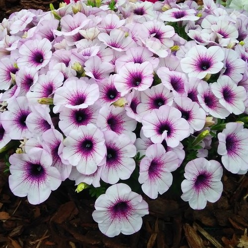 петуния Capella Purple Vein