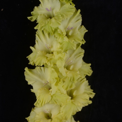 Гладиолус крупноцветковой 