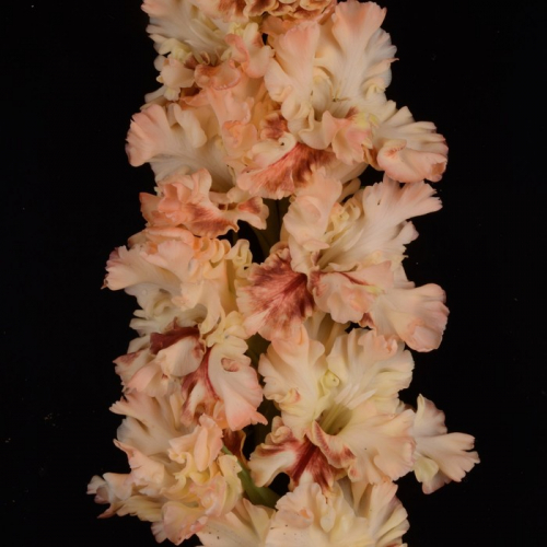 Гладиолус крупноцветковой 