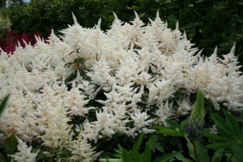 Astilbe (J) 'Gladstone'