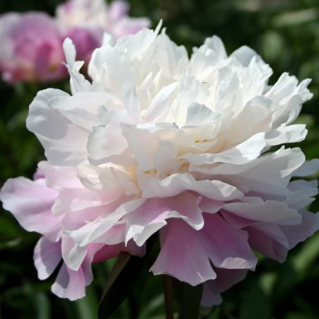 Paeonia 'Catharina Fontijn'