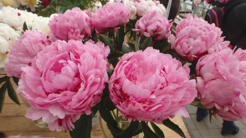 Paeonia 'Pietertje Vriend