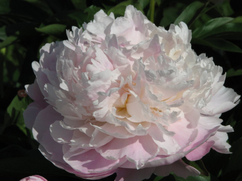 Paeonia 'Odile'+