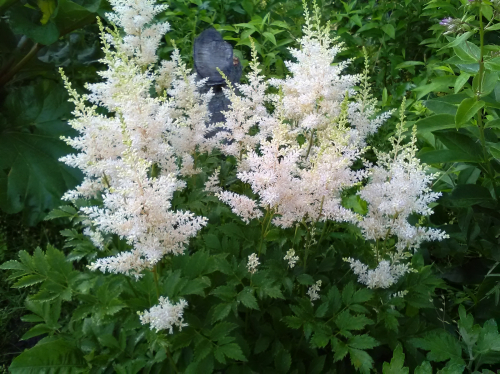 Astilbe (J) 'Gladstone'