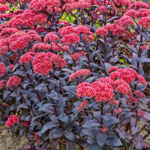 Sedum 'José Aubergine'