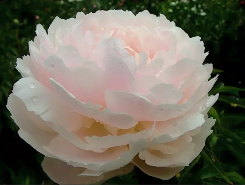 Paeonia 'Odile'+