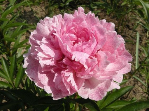 Paeonia 'Pietertje Vriend