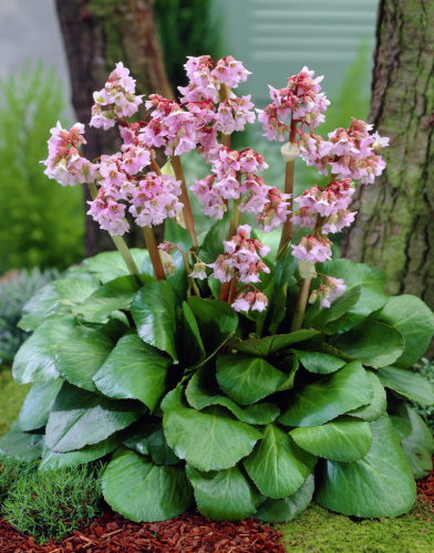 Bergenia 'Baby Doll'