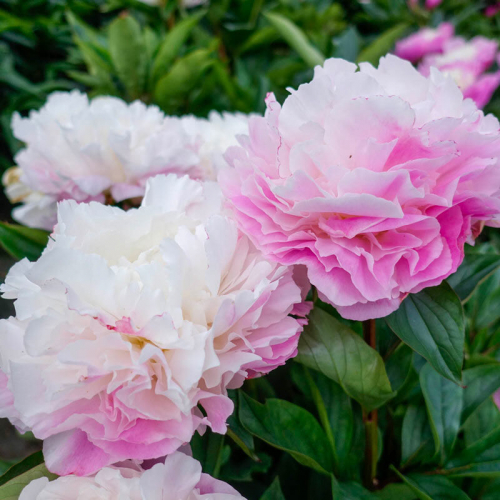 Paeonia 'Catharina Fontijn'