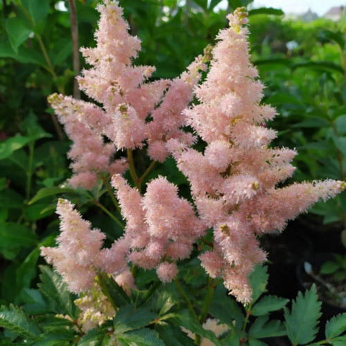 Astilbe (A) 'Sister Theresa'