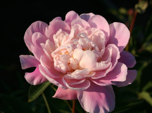 Paeonia 'Catharina Fontijn'