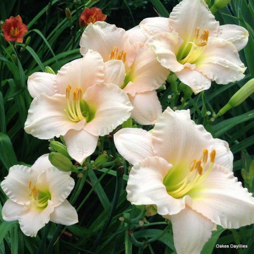 Hemerocallis 'Lullaby Baby'