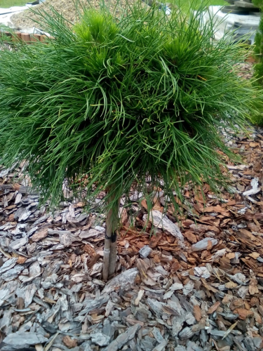 Сосна горная (Pinus mugo Varella C5  PA 90-100)