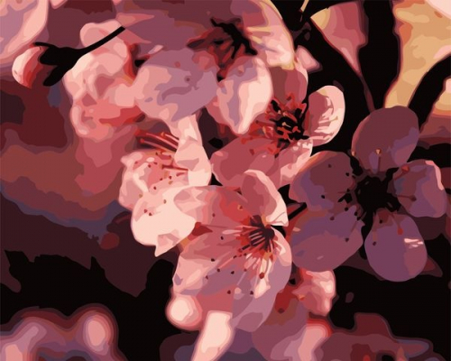 Картины по номерам Цветы сакуры