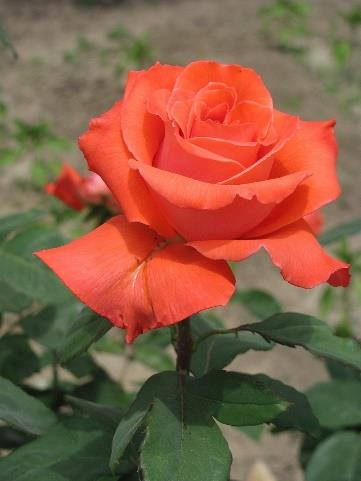 роза чайно-гибридная Wow