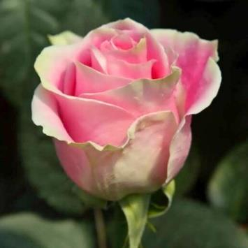 роза чайно-гибридная Rosita Vendela