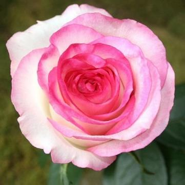 роза чайно-гибридная Dolce Vita