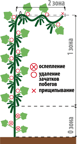 Огурец 12 месяцев F1