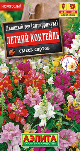 Львиный зев Летний коктейль, смесь сортов