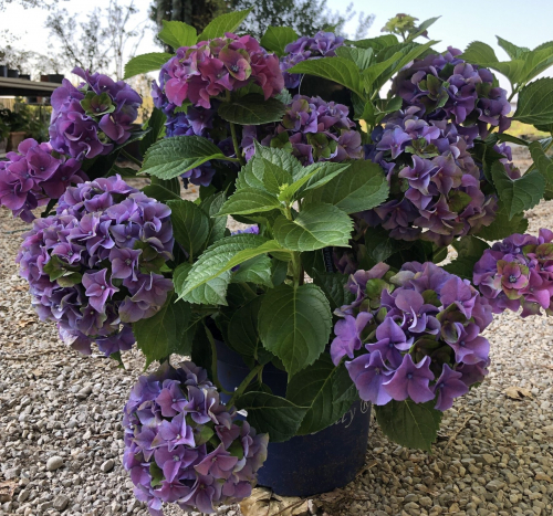 Гортензия крупнолистная (Hydrangea macrophylla Royalty Collection Lady Mata Hari) 