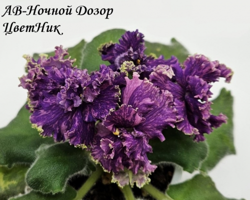 Фиалка АВ-Ночной Дозор (872-388)