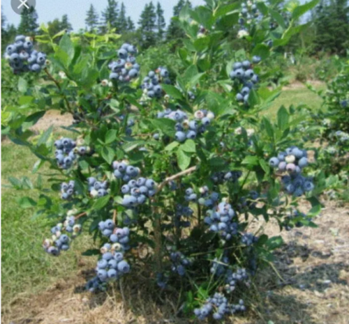 Норд Кантри