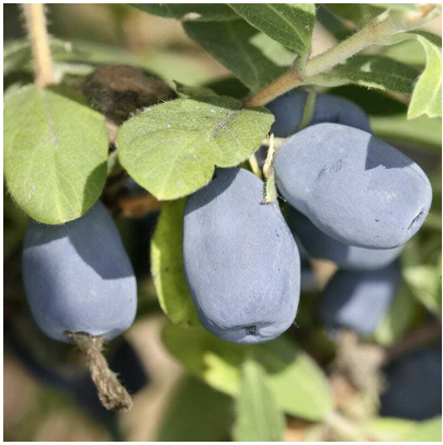 Indigo Gem