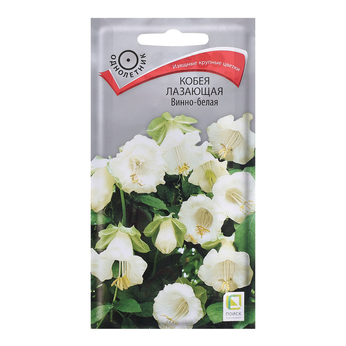 Семена цветов Кобея лазающая