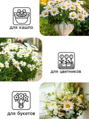 Семена цветов Ромашки 