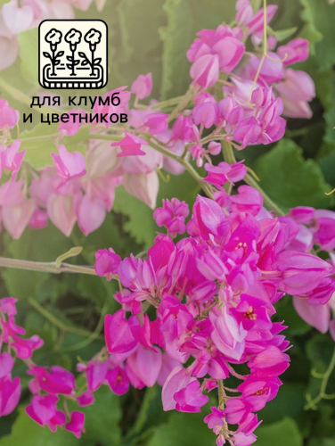 Семена Антигонон 