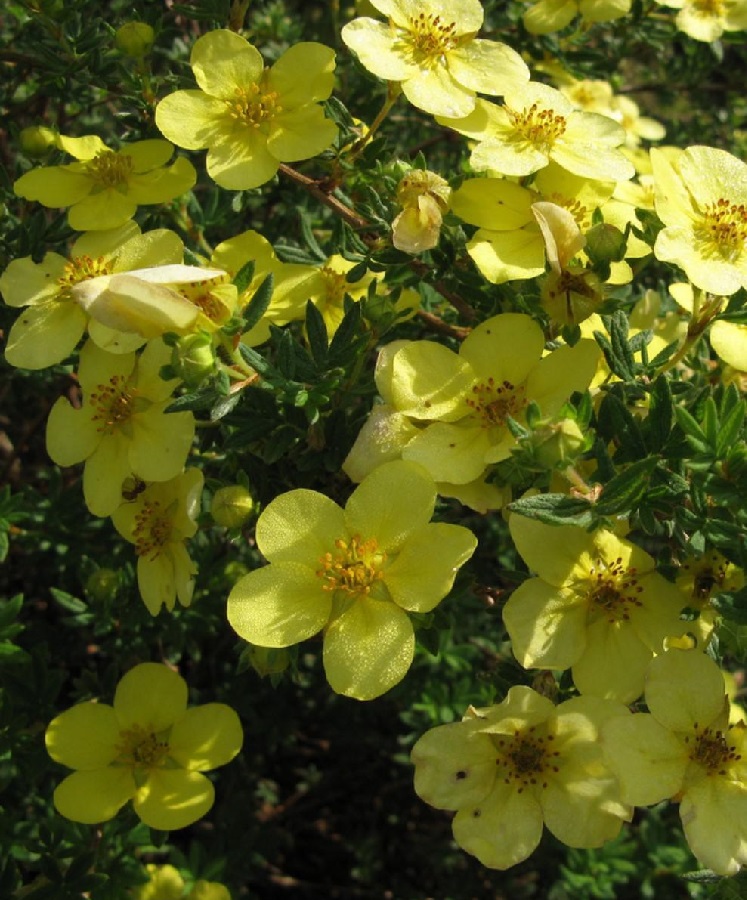 Лапчатка (Курильский чай) Ливинг Дейлат 1 шт (горшок)