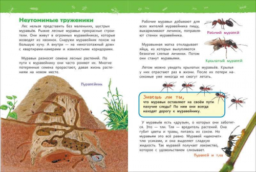 Уценка. В лесу (Энциклопедия для детского сада)