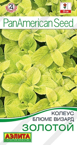 Цветы Колеус блюме Золотой 5 шт ц/п Аэлита (комн.)